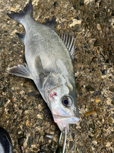 ヒラスズキの釣果