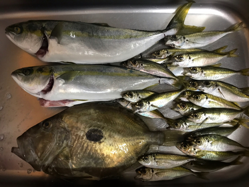 マトウダイの釣果