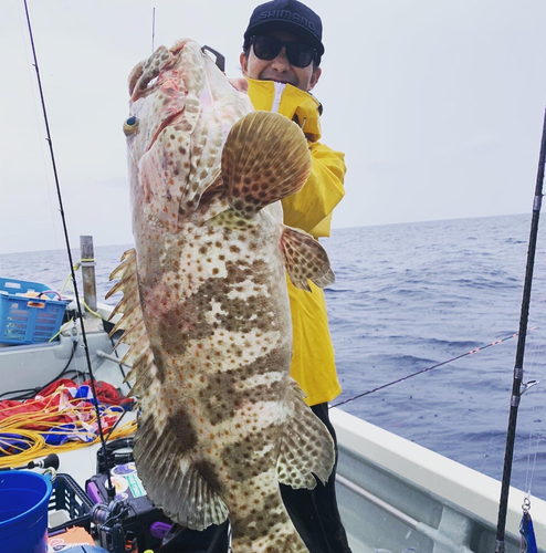 チャイロマルハタの釣果