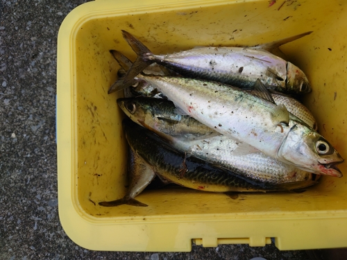 サバの釣果