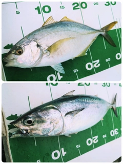 シマアジの釣果