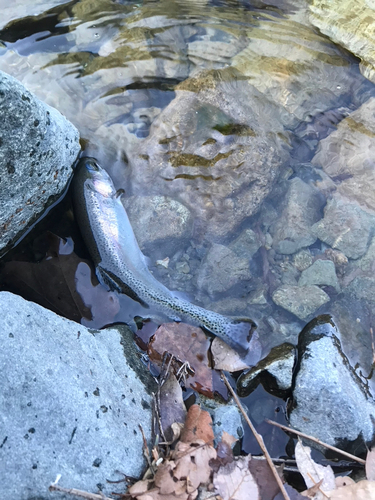 ニジマスの釣果