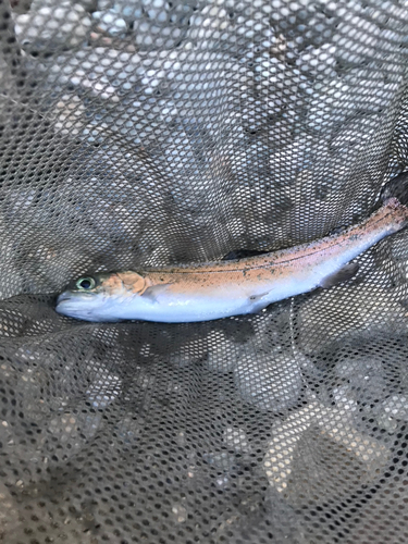 ニジマスの釣果