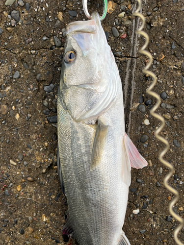 スズキの釣果