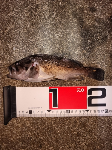 クロソイの釣果