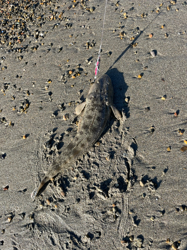 マゴチの釣果