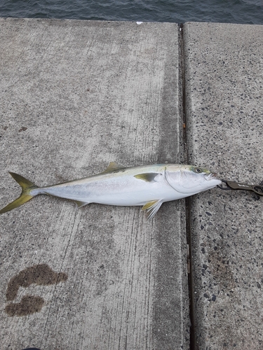 ブリの釣果