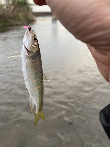 オイカワの釣果