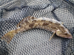 アイナメの釣果