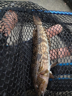 アイナメの釣果