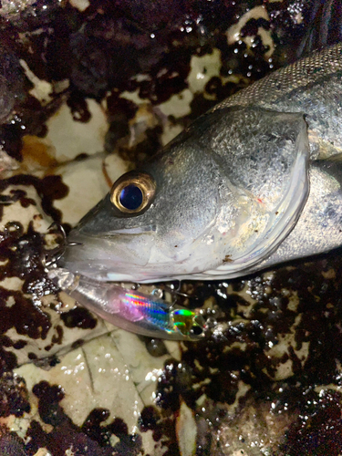 セイゴ（マルスズキ）の釣果