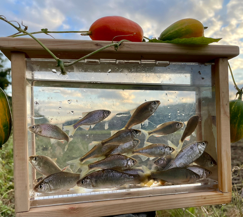 ヤリタナゴの釣果