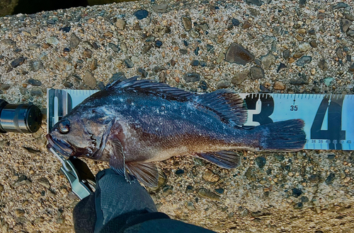 クロソイの釣果