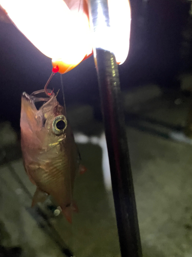 ネンブツダイの釣果