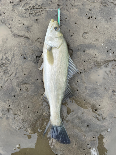 フッコ（マルスズキ）の釣果