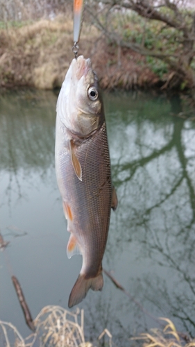 ウグイの釣果