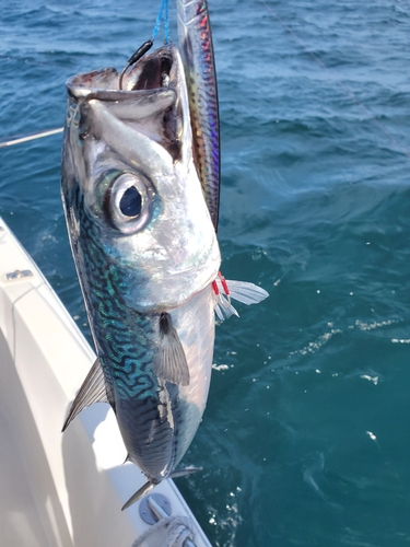 サバの釣果