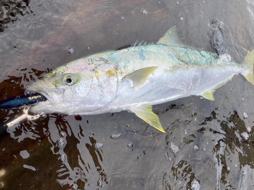 ヒラマサの釣果