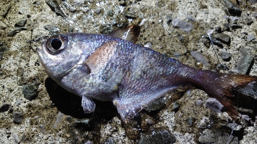 ミナミハタンポの釣果