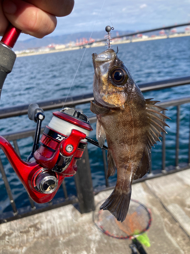 メバルの釣果