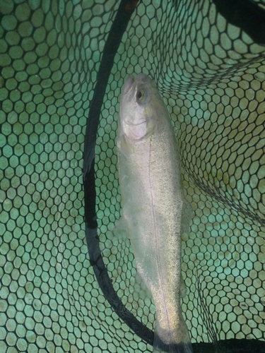 ニジマスの釣果