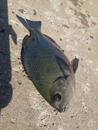 メジナの釣果