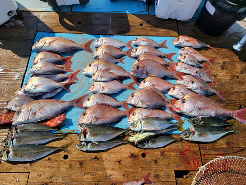 タイの釣果