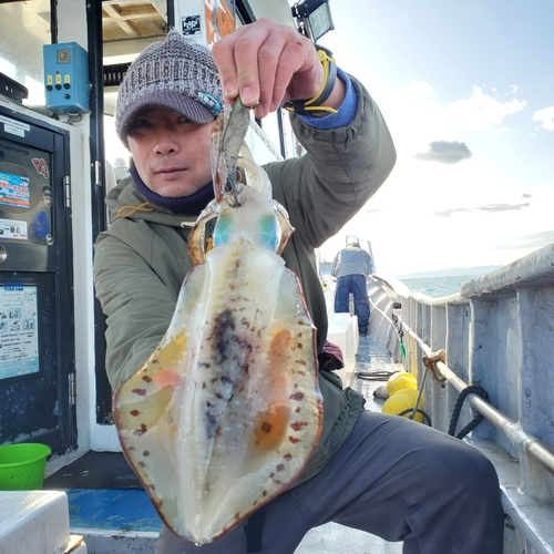 アオリイカの釣果