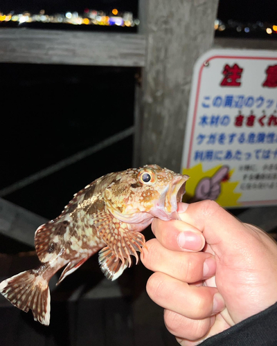 カサゴの釣果