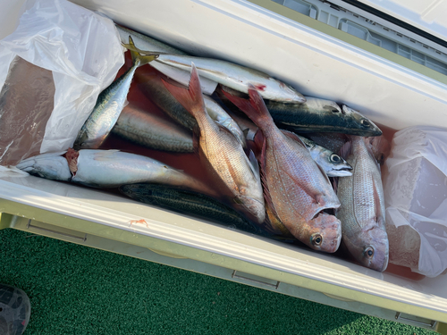 マダイの釣果