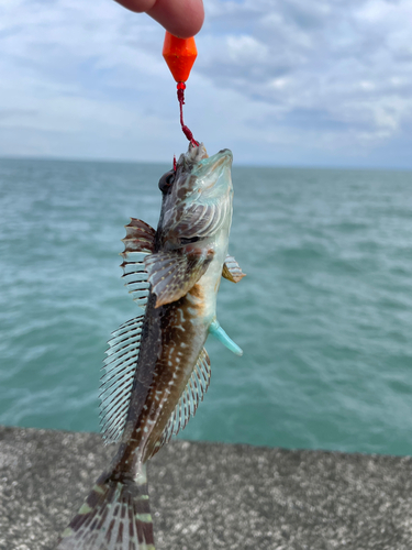 アナハゼの釣果