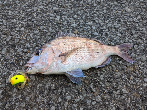 タイの釣果