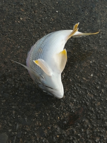 ヘダイの釣果