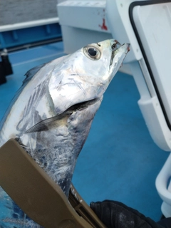 タチウオの釣果