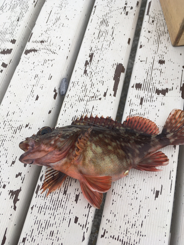 カサゴの釣果