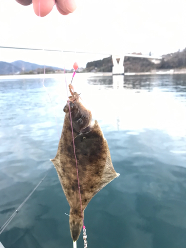 カレイの釣果