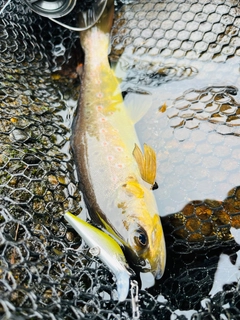 ブラウントラウトの釣果