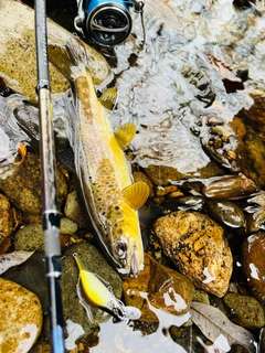 ブラウントラウトの釣果