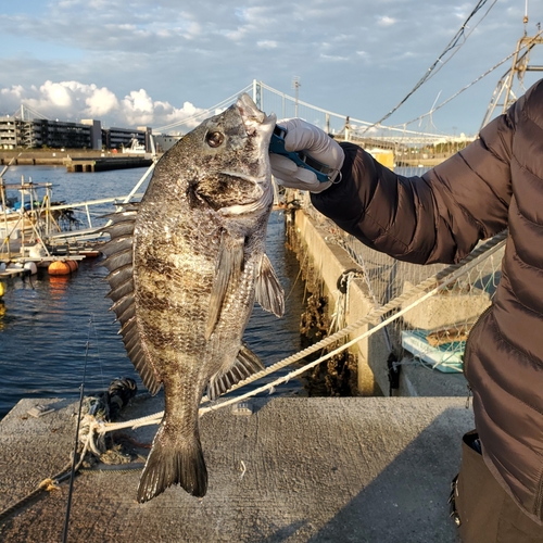 チヌの釣果