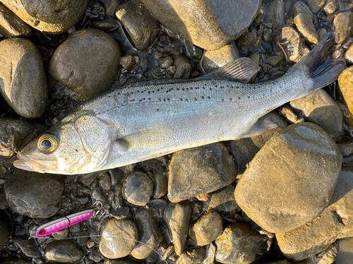 セイゴ（タイリクスズキ）の釣果