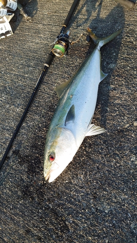 メジロの釣果