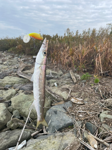 アカカマスの釣果