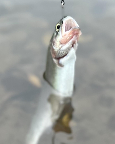 トラウトの釣果