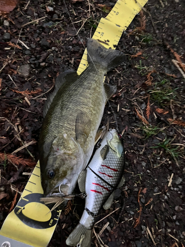 スモールマウスバスの釣果