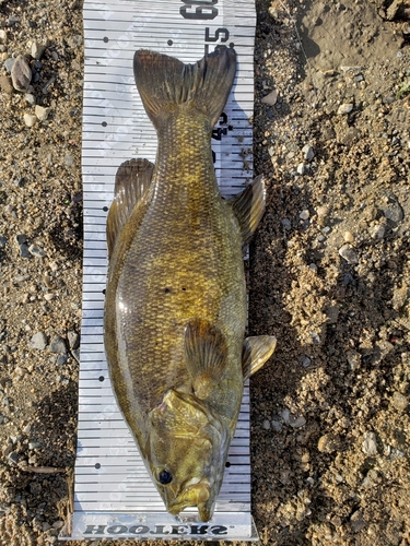 スモールマウスバスの釣果