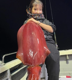 ソデイカの釣果