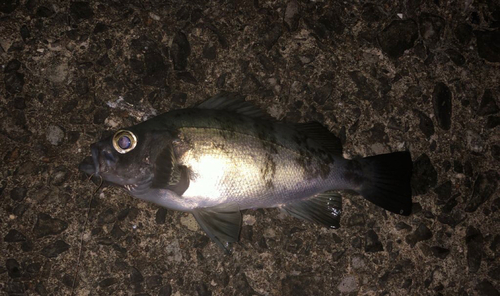 メバルの釣果