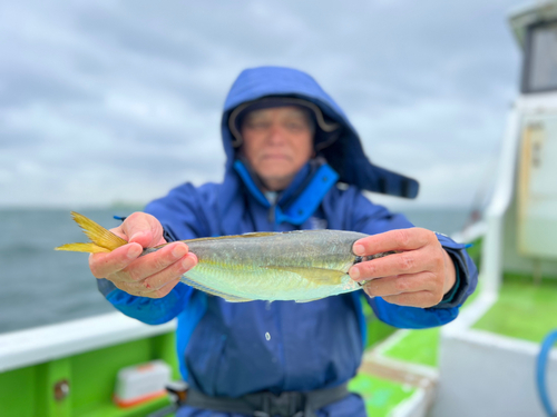 マアジの釣果