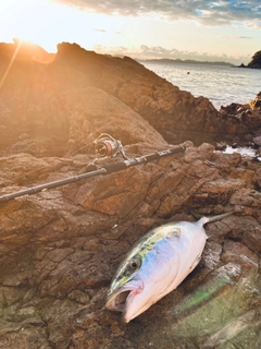 メジロの釣果