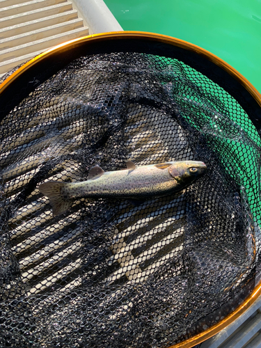 ニジマスの釣果